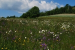 Meadow in Carpathians  